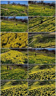 水仙花爆料视频下载,揭秘幕后真相与精彩瞬间